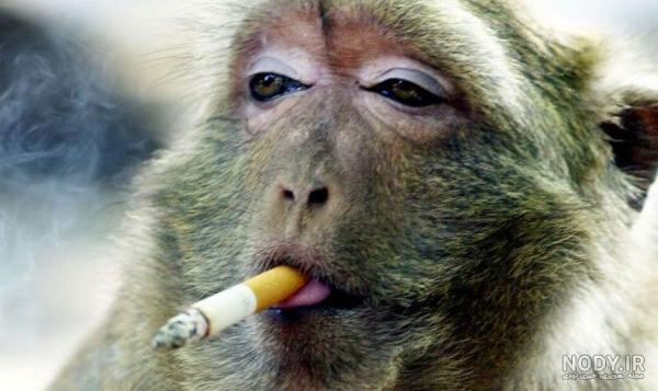 do.php?imgf=9f8706_26nody-%D8%B9%DA%A9%D