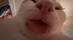 InShot_20260202_21140 ... .gif