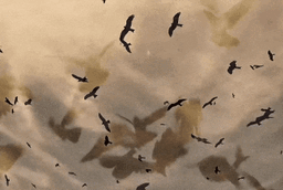 InShot_20260118_22525 ... .gif