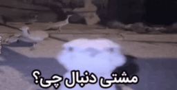 InShot_۲۰۲۶۰۱۲۹_۰۹۲۶۵ ... .gif