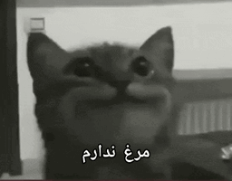 InShot_20260201_18490 ... .gif