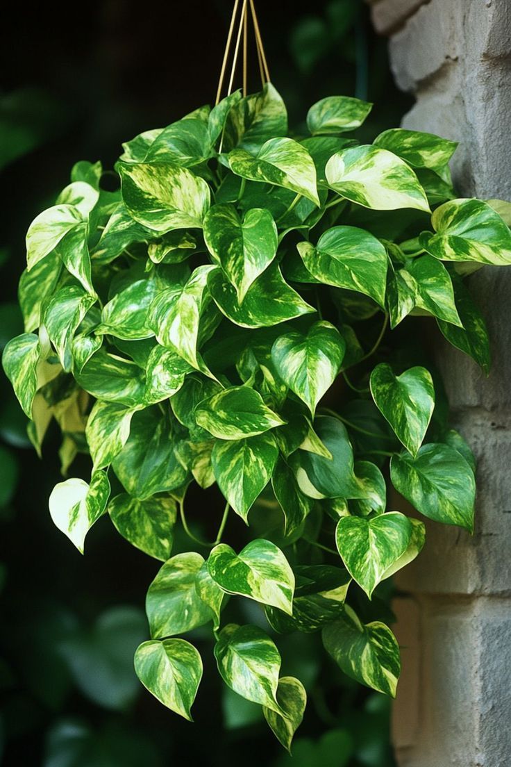 02aa25_25Vaso-de-Jiboia-Epipremnum-Aureum-.jpeg