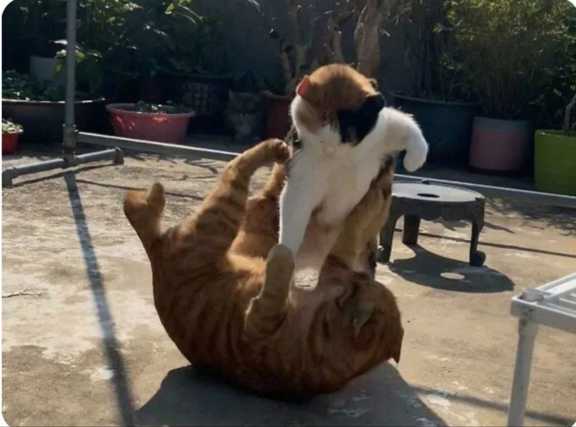 میومیو🐱