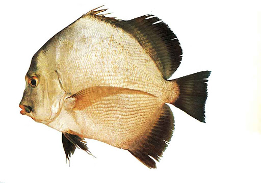 عروس ماهی همدان دیاکو سایت