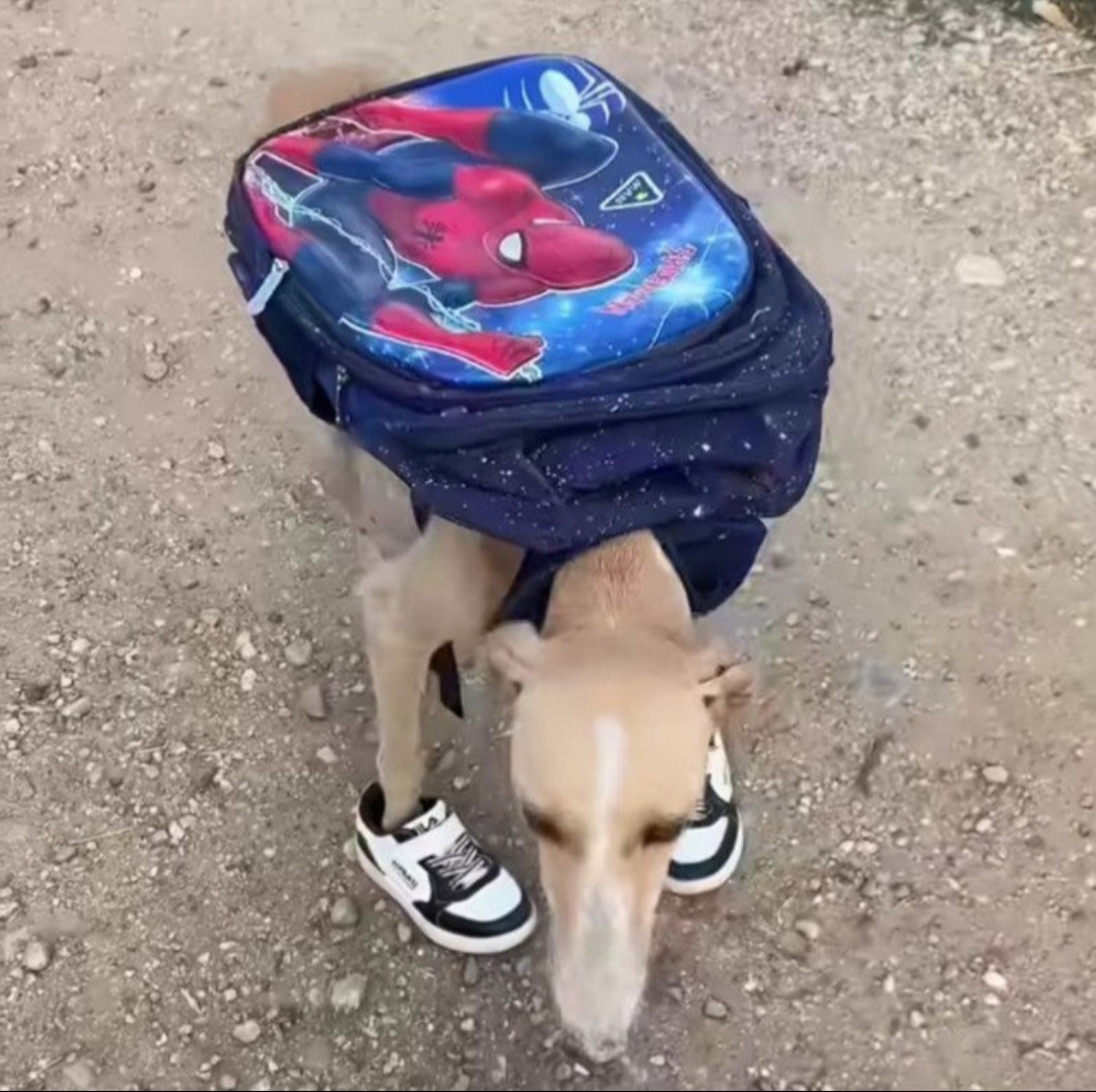 0c0d25_25Screenshot-20251125-185203-Gall