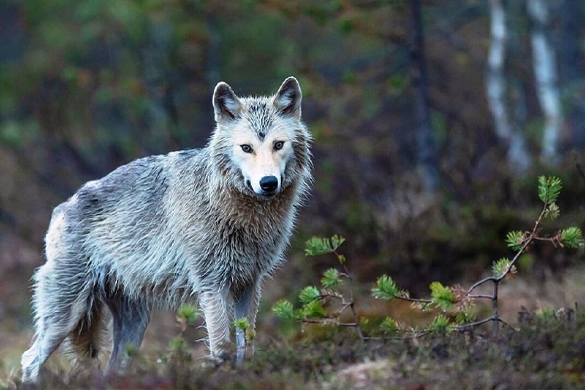 گرگ در جانوران همدان