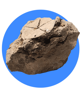 Clypeaster stone in iran