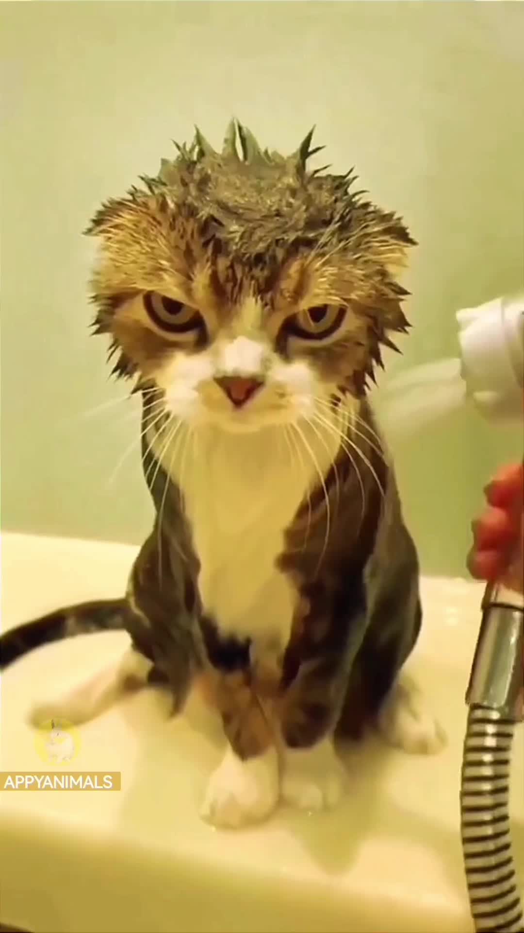 تصویر تغییر اندازه داده شده