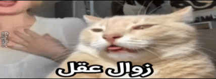 3a2219_26InShot-20260819-191949438.gif