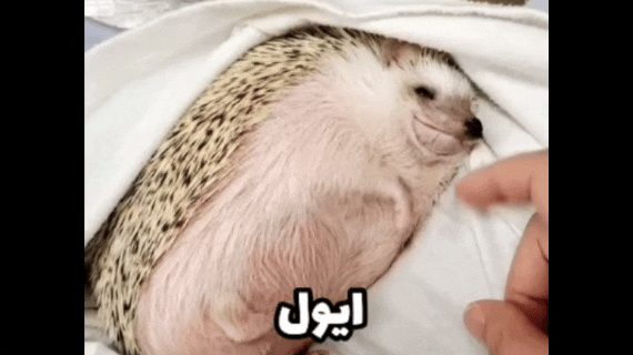 447617_26InShot-20260717-043250347.gif