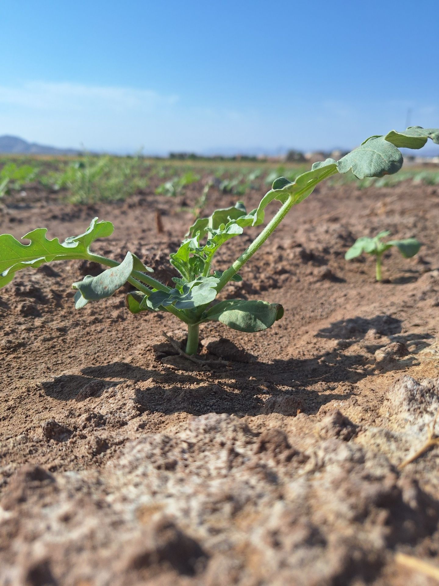 46c906_26IMG-20260706-114652-167.jpg