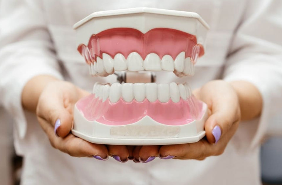 انواع دندان ها 