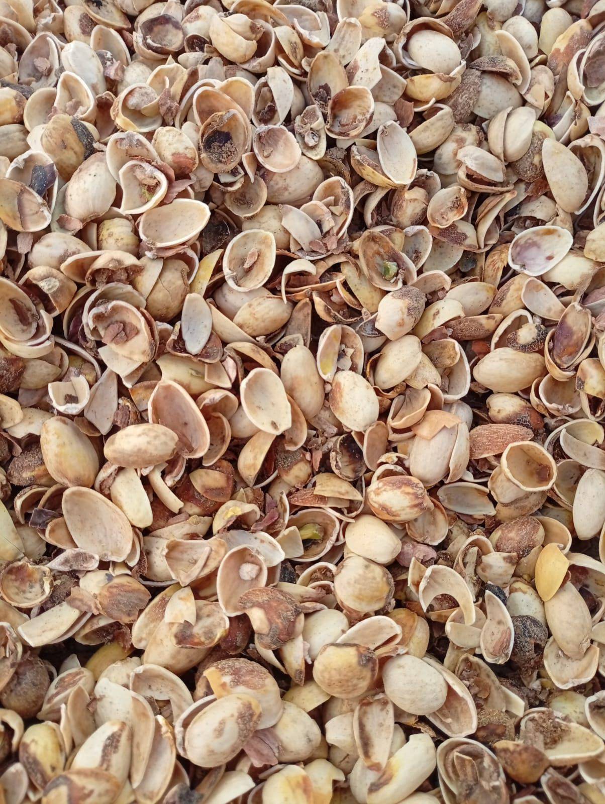 Shells 4