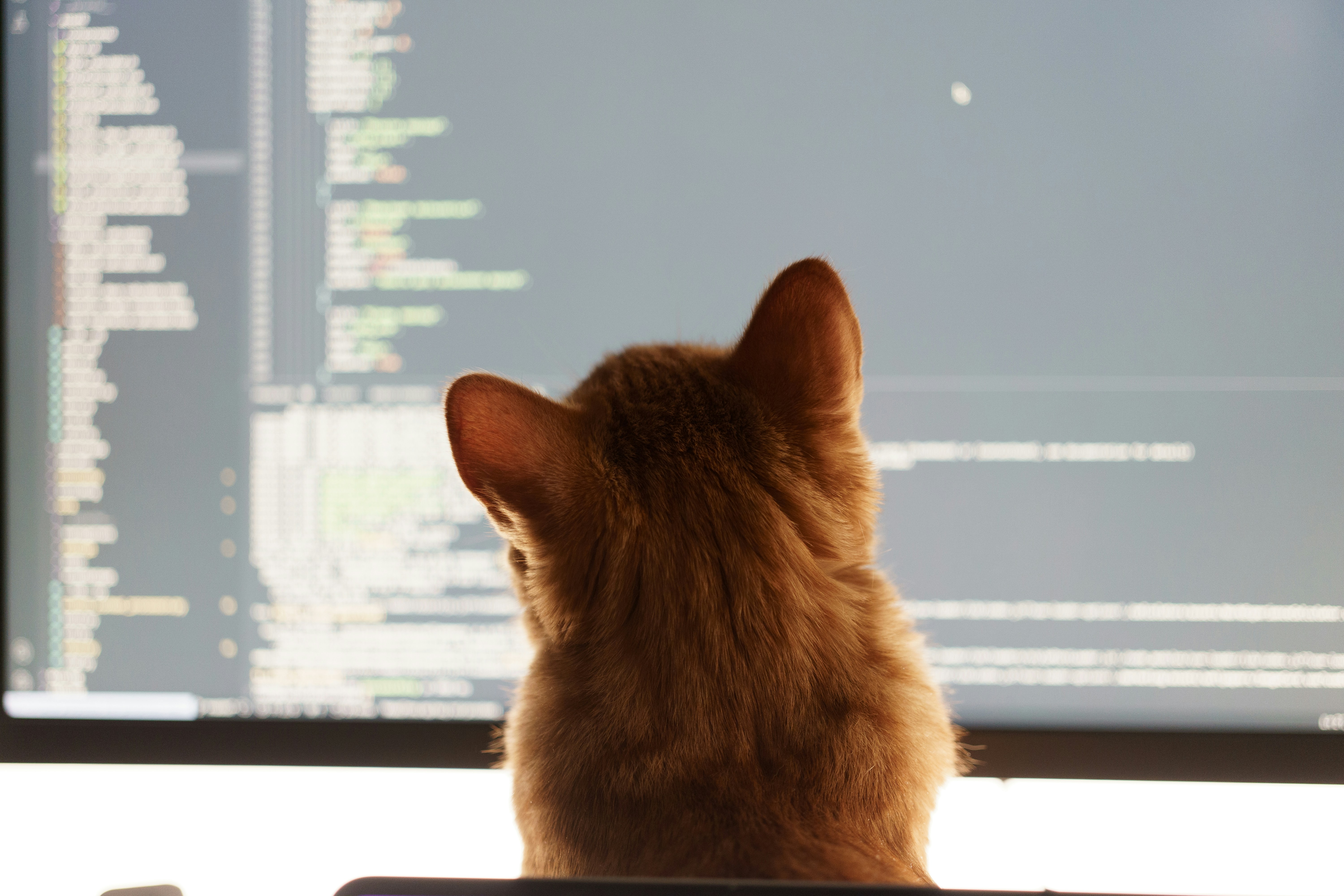 catProgramer