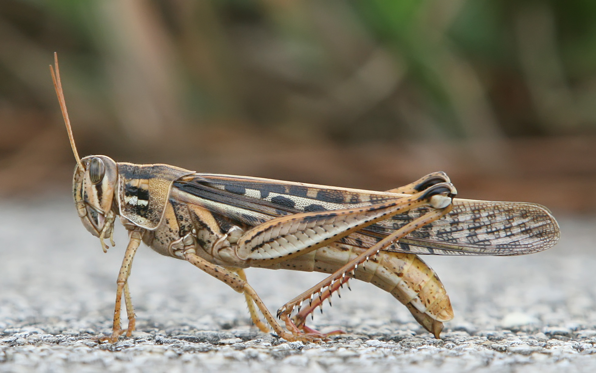 573225_25American-Bird-Grasshopper.jpg