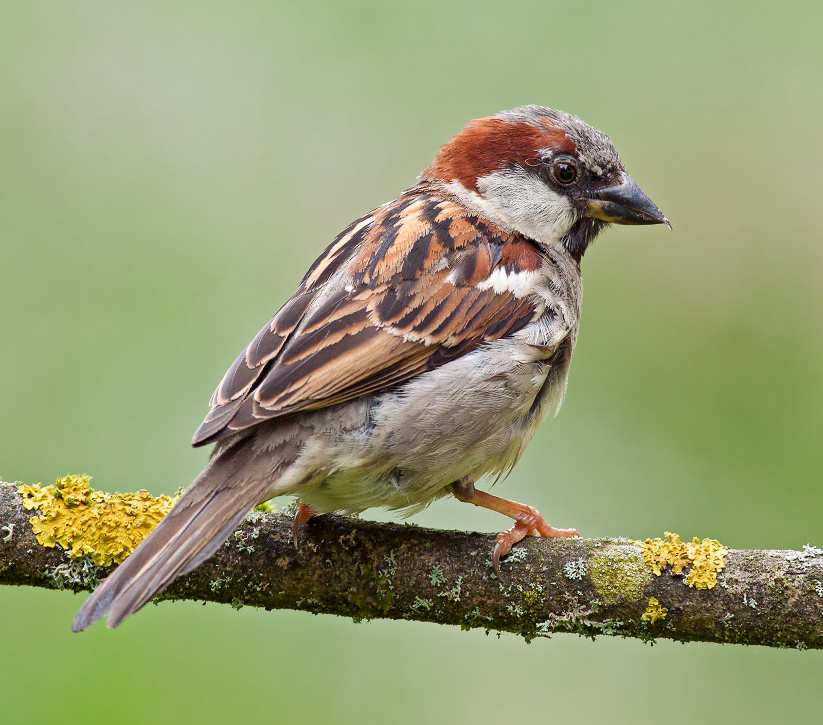 59d030_23House-sparrow.jpg
