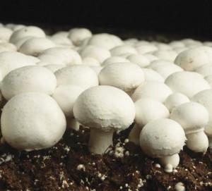 https://uploadkon.ir/uploads/5d0807_251-Button-Mushroom.jpg