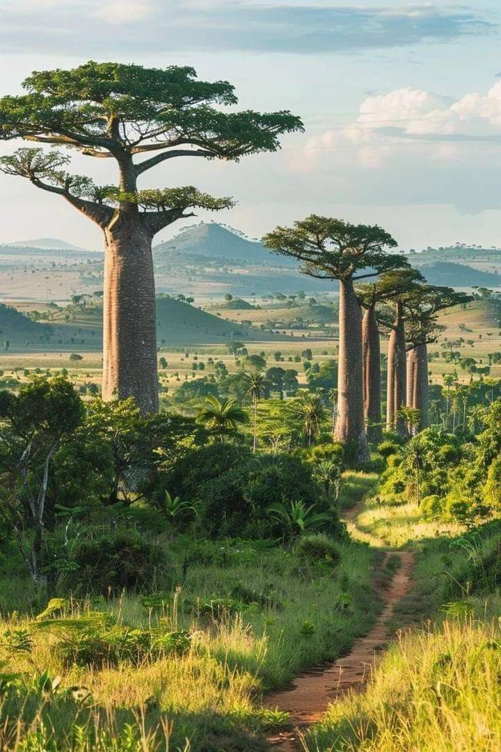 618e03_25Baobabs-Madagascar.jpeg