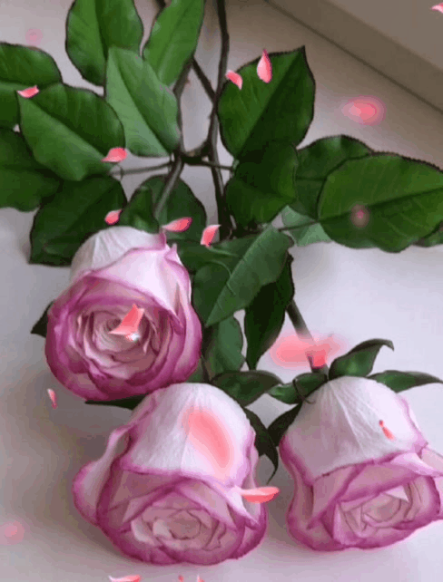 6b4215_2607b1b6082ec4369084f89d6bf9c76de6.gif