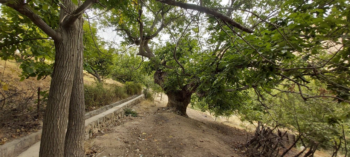 The Oldest Walnut Tree