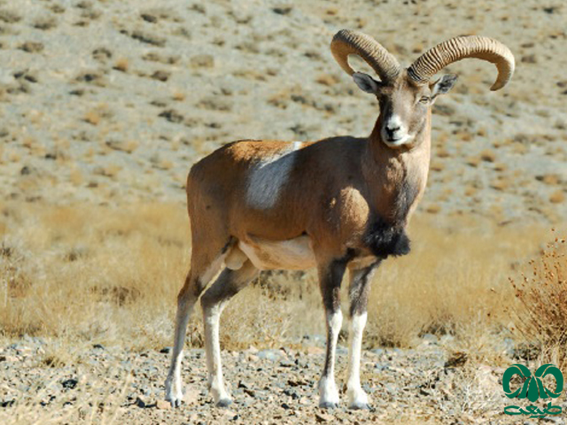 قوچ ارمنی همدان دیاکو سایت