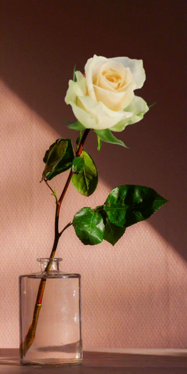 9d5015_269fade983b0bd403b3580f57b6b4c4b95.gif