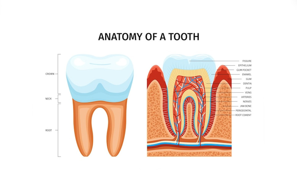 ساختار دندان ها 