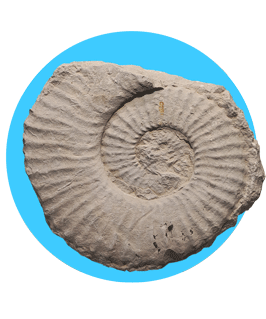 Ammonit-Texanites Stone