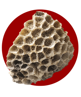 Star Coral in iran
