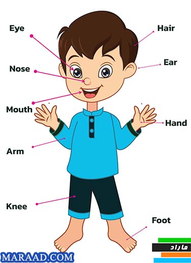 اعضای بدن(body parts)2