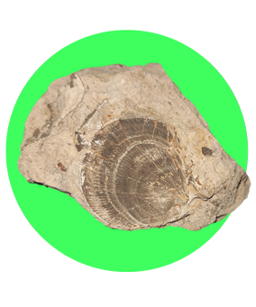 Shell fossil in iran