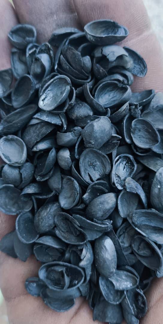 Shells 2