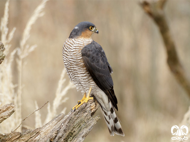 قرقی همدان دیاکو سایت