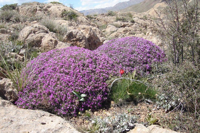 عسل گون: خواص و فواید این عسل کوهستانی