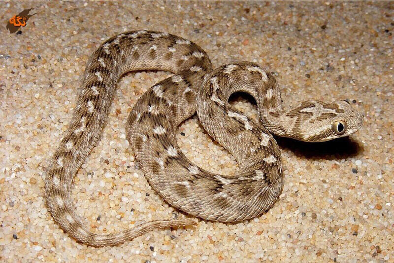 مار پلنگی در جانوران همدان دیاکو سایت