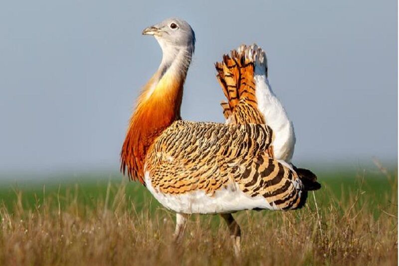 میش مرغ همدان دیاکو سایت