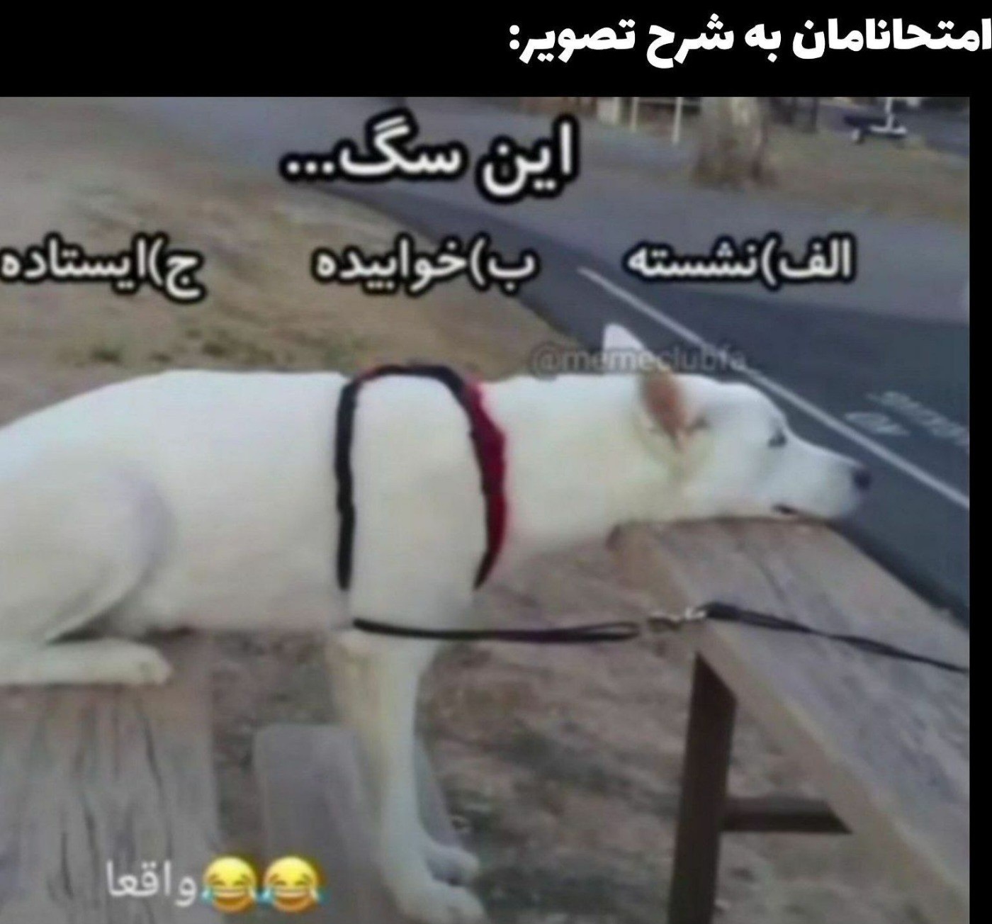 این سگ...