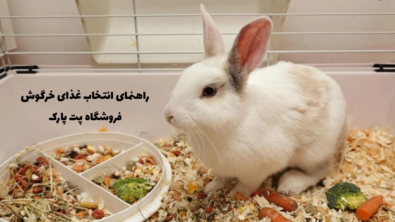 نکات تغذیه خرگوش: راهنمایی برای سلامت و طول عمر بهتر