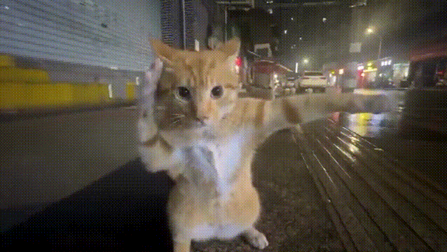 f5e229_26CatFilght.gif