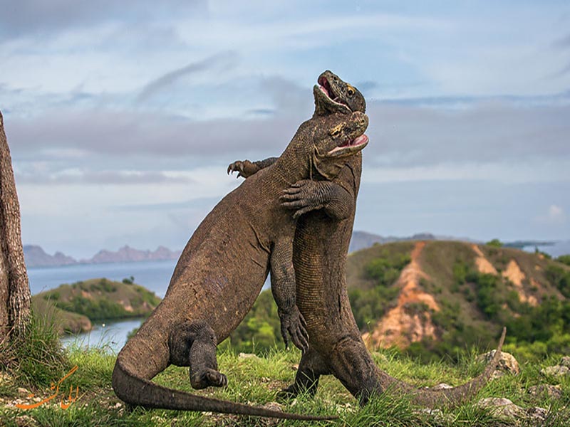 f89421_2301Komodo-Dragon.jpg
