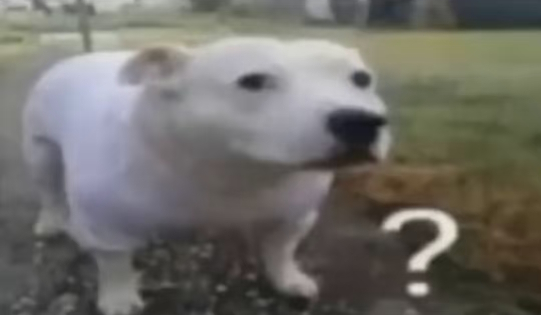 f9bd05_25SmartSelect-20251105-135443-Gal