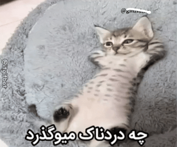 fbea23_26InShot-۲۰۲۶۰۸۲۳-۰۸۳۸۰۱۱۸۰.gif