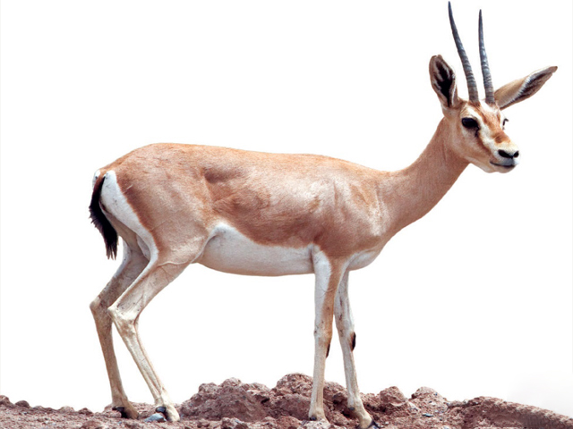 آهوی وحشی کرمانشاه