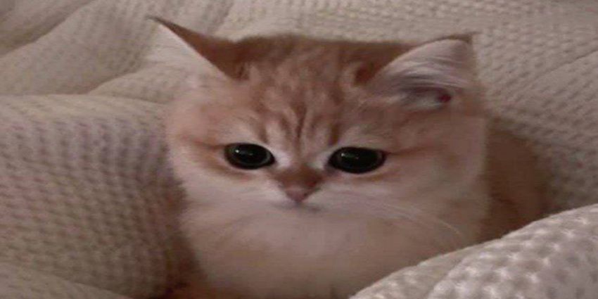 لبخند گربه رو دیده بودین؟🥺😍