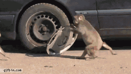 076829_25file-4-.gif