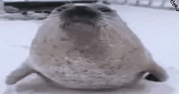 080716_261000163603.gif