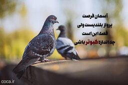 110b13_24متن-زیبا-کوتاه-کبوتر.jpg