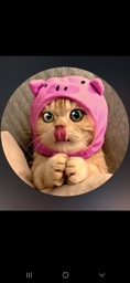 waffle_cutee