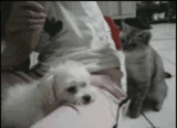 600929_25۲۰۲۵۰۸۲۹-۱۹۲۴۲۵.gif