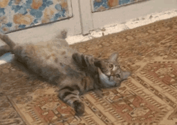 726930_25nody-1639420223.gif